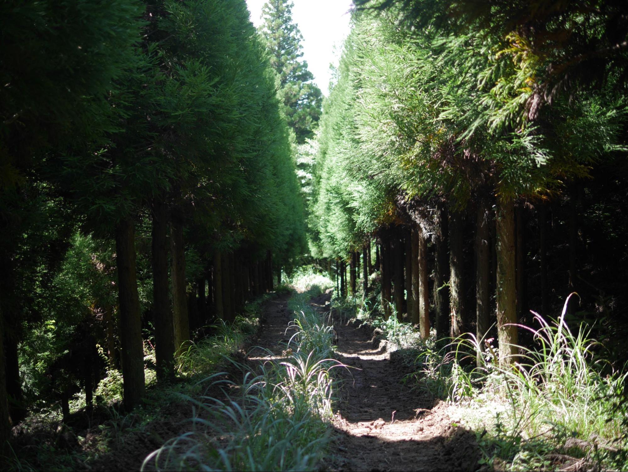 現場までの林道