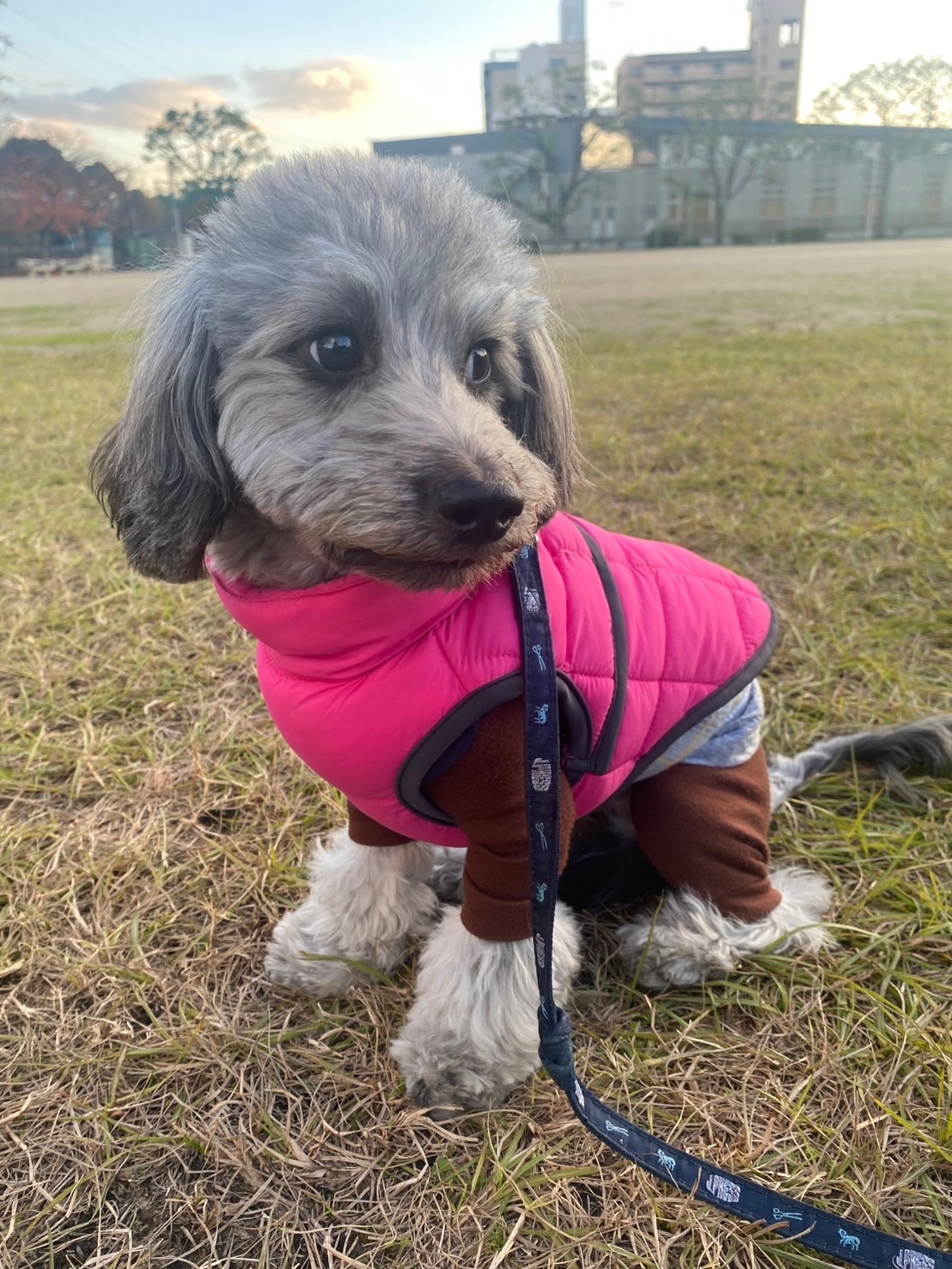 山野さんの愛犬